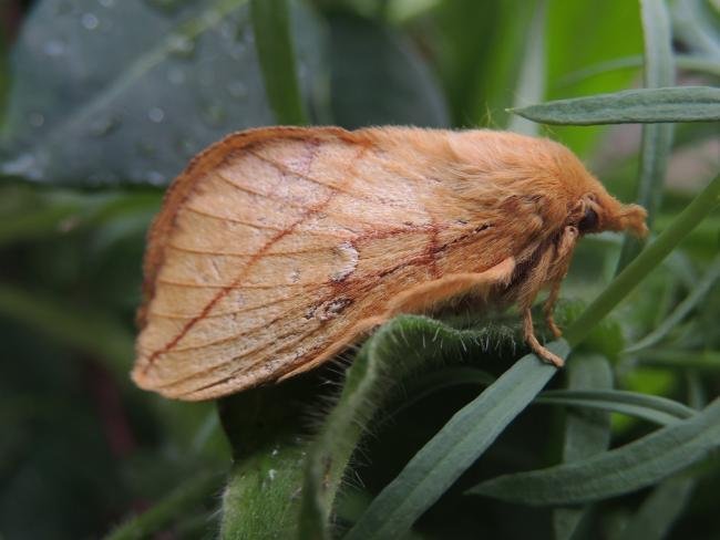 Drinker (Euthrix potatoria), adult. Stockton, 16-07-2018. Copyright Ed Pritchard.
