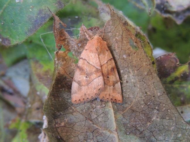 Dun-bar (Cosmia trapezina), adult. Stockton, 01-08-2020. Copyright Ed Pritchard.