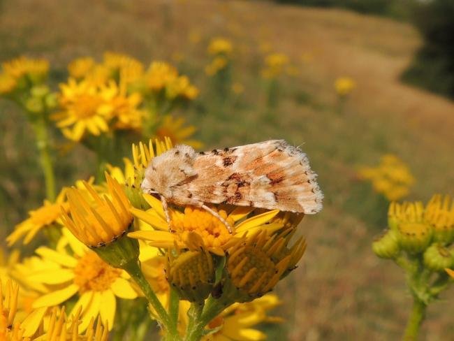 Dusky Sallow (Eremobia ochroleuca), adult. Saltholme, 19-07-2022. Copyright Ed Pritchard.
