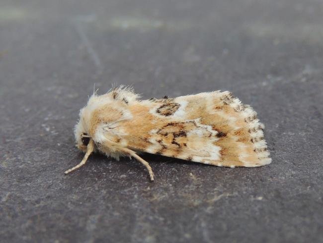 Dusky Sallow (Eremobia ochroleuca), adult. Stockton, 13-07-2018. Copyright Ed Pritchard.