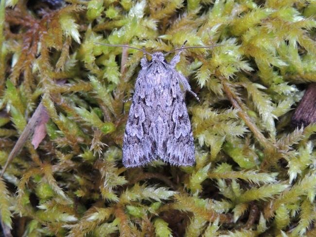 Early Grey (Xylocampa areola), adult. Saltholme, 31-03-2023. Copyright Ed Pritchard.