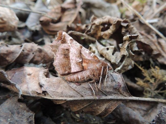 Early Thorn (Selenia dentaria), adult. Saltholme, 24-03-2023. Copyright Ed Pritchard.