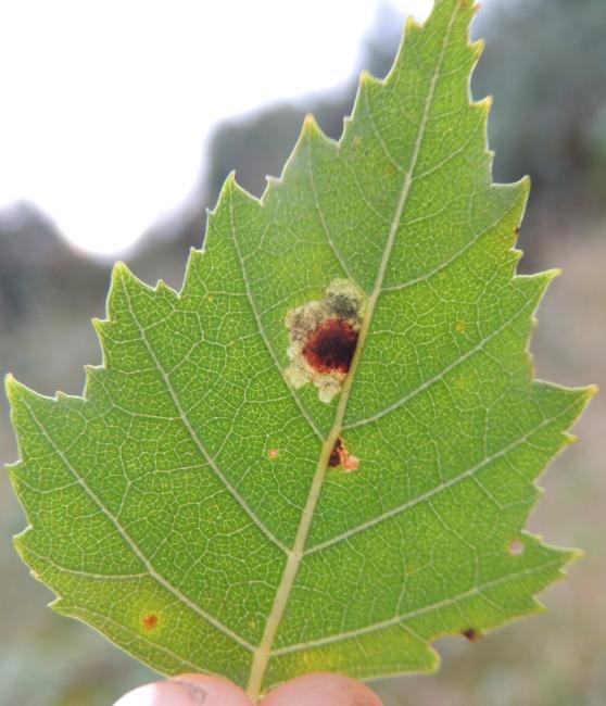 Ectoedemia occultella, mine. High Clarence, 24-10-2021. Copyright Ed Pritchard.