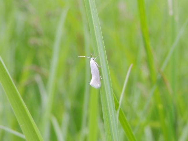 Elachista argentella, adult. Saltholme, 17-05-2023. Copyright Ed Pritchard.