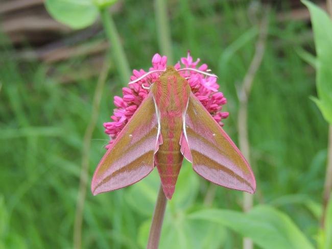 Elephant Hawk-moth (Deilephila elpenor), adult. Saltholme, 07-06-2021. Copyright Ed Pritchard.