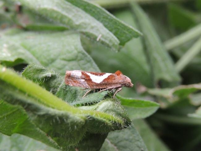 Epiblema foenella, adult. Stockton, 10-07-2021. Copyright Ed Pritchard.