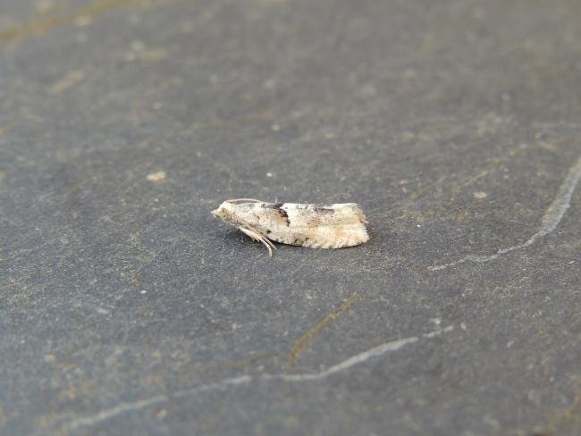 Epinotia bilunana, adult. Stockton, 12-06-2021. Copyright Ed Pritchard.