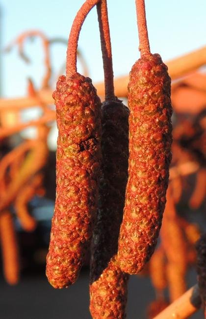 Epinotia immundana, larval feeding signs. Stockton, 02-01-2023. Copyright Ed Pritchard.