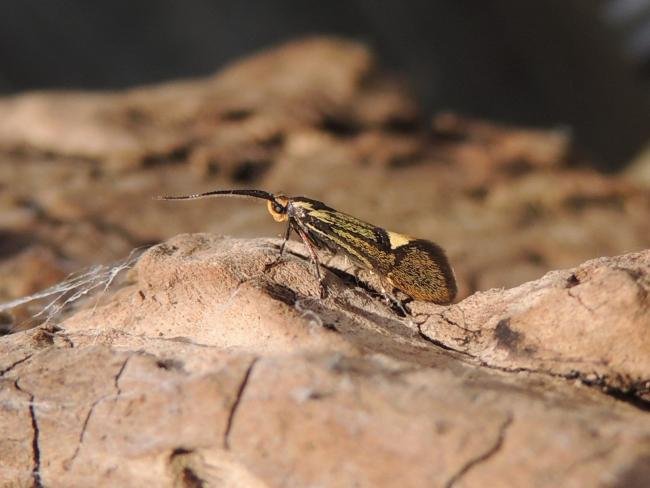 Esperia sulphurella, adult. Stockton, 30-04-2022. Copyright Ed Pritchard.