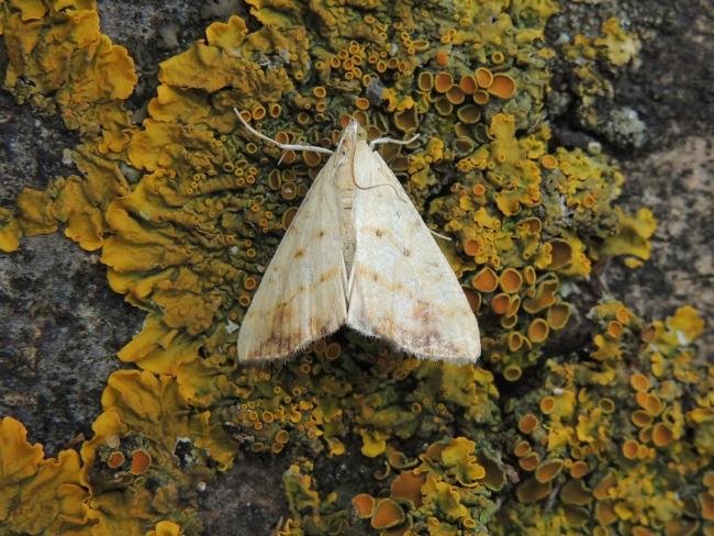 Evergestis extimalis, adult. Saltholme, 13-07-2019. Copyright Ed Pritchard.