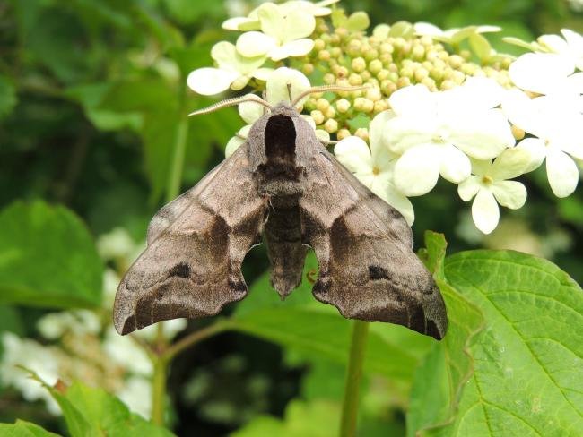 Eyed Hawk-moth (Smerinthus ocellata), adult. Saltholme, 07-06-2021. Copyright Ed Pritchard.