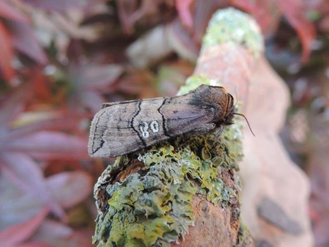 Figure of Eighty (Tethea ocularis), adult. Stockton, 08-05-2020. Copyright Ed Pritchard.