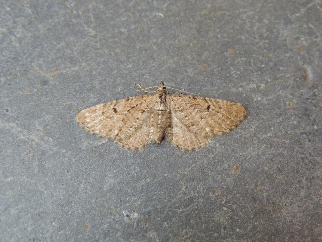 Freyer's Pug (Eupithecia intricata), adult. Stockton, 13-06-2023. Copyright Ed Pritchard.