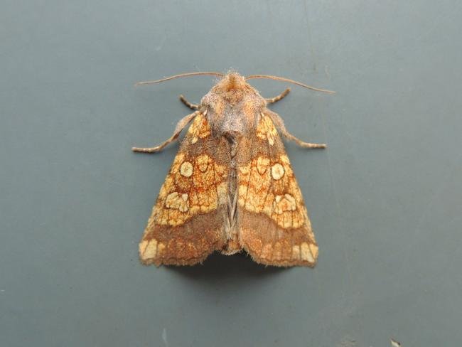 Frosted Orange (Gortyna flavago), adult. Saltholme, 28-08-2018. Copyright Ed Pritchard.