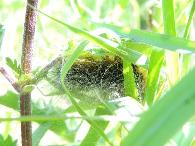 Garden Tiger (Arctia caja), larval. Saltholme, 23-05-2023. Copyright Ed Pritchard.