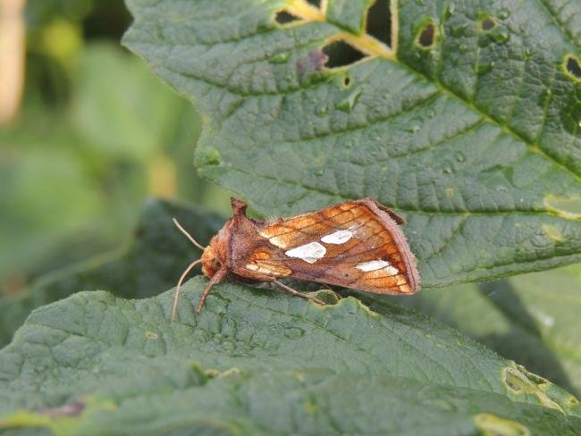Gold Spot (Plusia festucae), adult. Saltholme, 12-08-2021. Copyright Ed Pritchard.