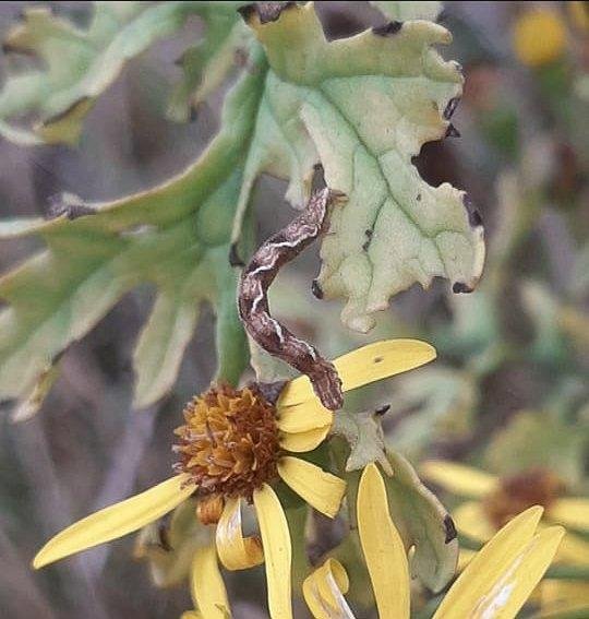 Golden-rod Pug (Eupithecia virgaureata), larval web. Stockton. Copyright Ed Pritchard.