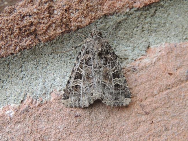 Gothic (Naenia typica), adult. Stockton, 13-07-2018. Copyright Ed Pritchard.
