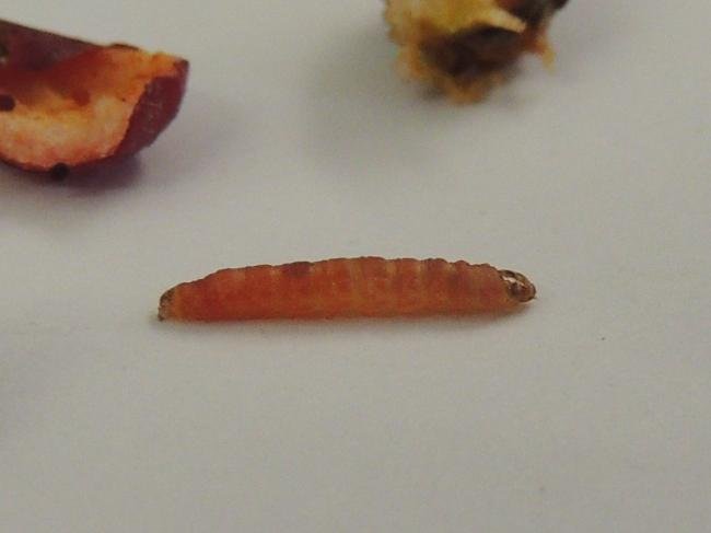 Grapholita janthinana, larval. Saltholme, 18-10-2022. Copyright Ed Pritchard.