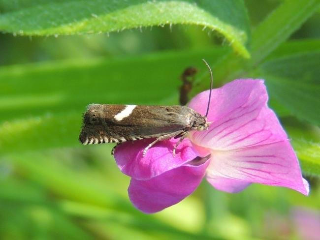 Grapholita lunulana, adult. Greatham Creek, 29-05-2021. Copyright Ed Pritchard.