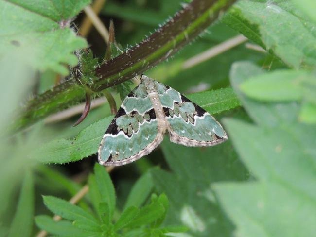 Green Carpet (Colostygia pectinataria), adult. Saltholme, 17-05-2022. Copyright Ed Pritchard.
