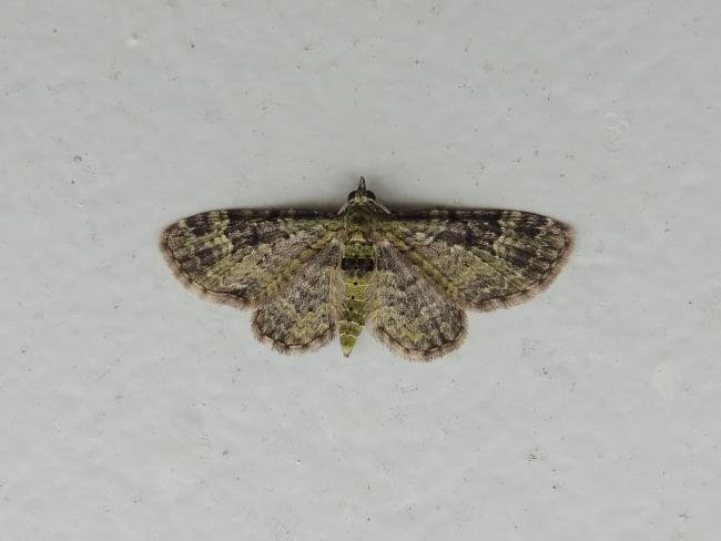 Green Pug (Pasiphila rectangulata), adult. Saltholme, 14-05-2024. Copyright Ed Pritchard.