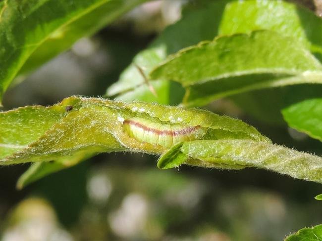 Green Pug (Pasiphila rectangulata), larval. Saltholme, 20-04-2024. Copyright Ed Pritchard.