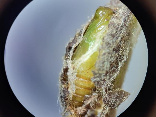 Green Pug (Pasiphila rectangulata), pupal. Saltholme, 30-04-2024. Copyright Ed Pritchard.