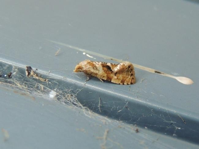 Gynnidomorpha alismana, adult. Saltholme, 31-07-2020. Copyright Ed Pritchard.