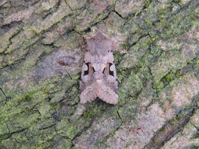 Hebrew Character (Orthosia gothica), adult. Saltholme, 28-02-2022. Copyright Ed Pritchard.