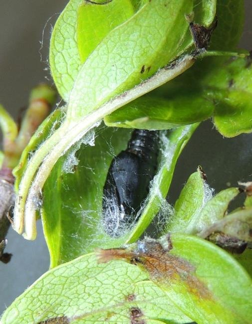 Marbled Orchard Tortrix (Hedya nubiferana), pupal. Stockton, 10-05-2023. Copyright Ed Pritchard.