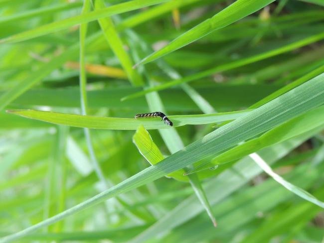 Helcystogramma rufescens, larval. Saltholme, 18-04-2023. Copyright Ed Pritchard.