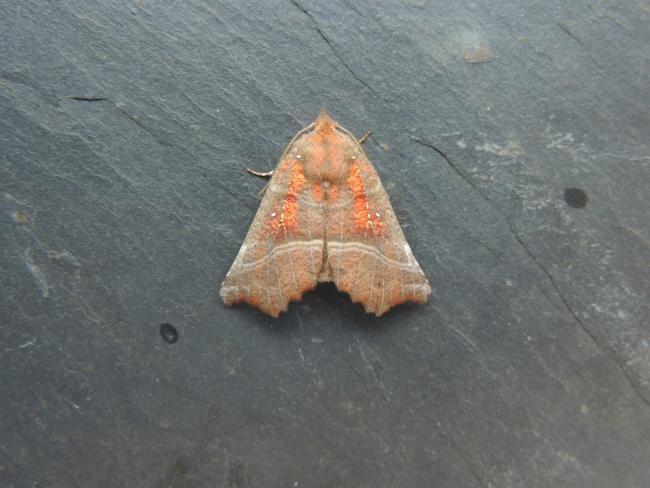Herald (Scoliopteryx libatrix), adult. Stockton, 04-08-2021. Copyright Ed Pritchard.