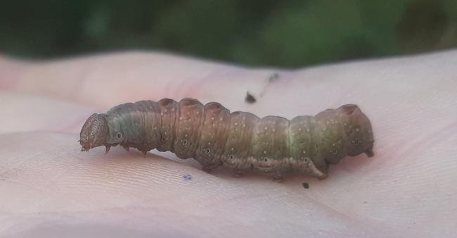 Iron Prominent (Notodonta dromedarius), larval Copyright Ed Pritchard.