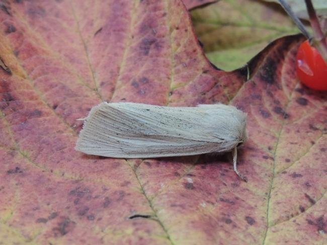 Large Wainscot (Rhizedra lutosa), adult. Saltholme, 30-10-2022. Copyright Ed Pritchard.