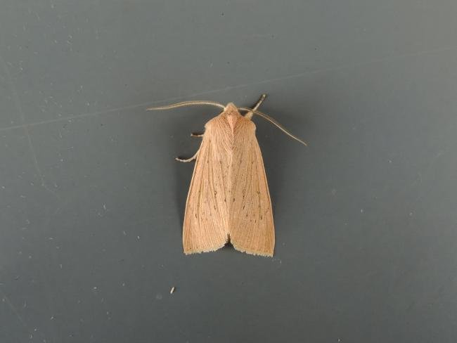 Large Wainscot (Rhizedra lutosa), adult. Saltholme, 22-08-2018. Copyright Ed Pritchard.