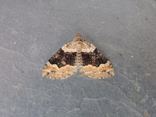 Large Twin-spot Carpet (Xanthorhoe quadrifasiata), adult. Stockton, 09-07-2022. Copyright Ed Pritchard.