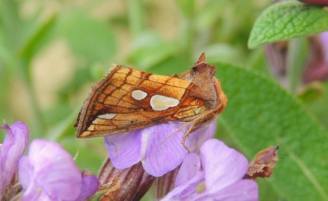 Lempke's Gold Spot (Plusia putnami), adult. Saltholme, 22-06-2022. Copyright Ed Pritchard.