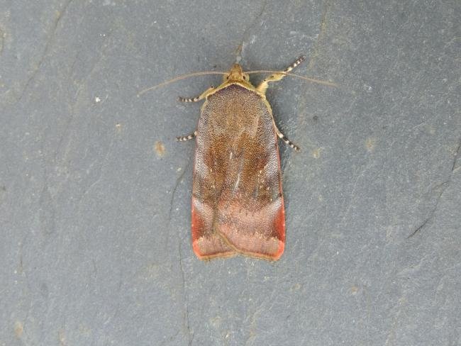 Lesser Broad-bordered Yellow Underwing (Noctua janthe), adult. Stockton, 04-08-2021. Copyright Ed Pritchard.