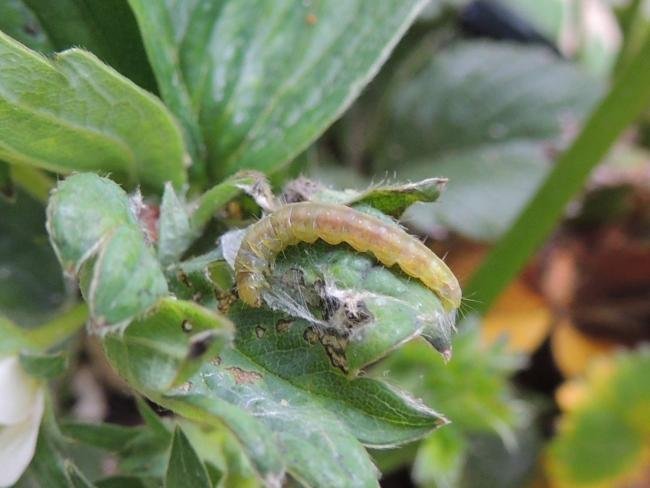 Light Brown Apple Moth (Epiphyas postvittana), larval. Stockton, 18-05-2022. Copyright Ed Pritchard.