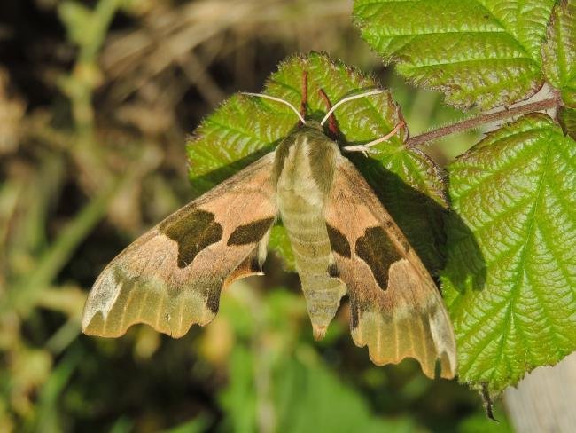 Lime Hawk-moth (Mimas tiliae), adult. Saltholme, 22-06-2019. Copyright Ed Pritchard.