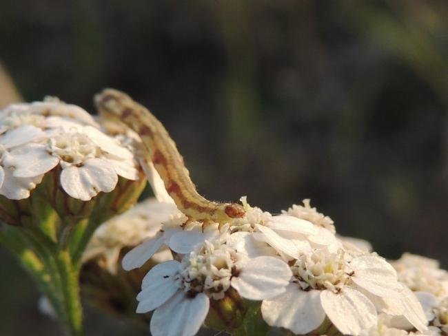 Lime-speck Pug (Eupithecia centaureata), larval. Saltholme, 15-10-2023. Copyright Ed Pritchard.