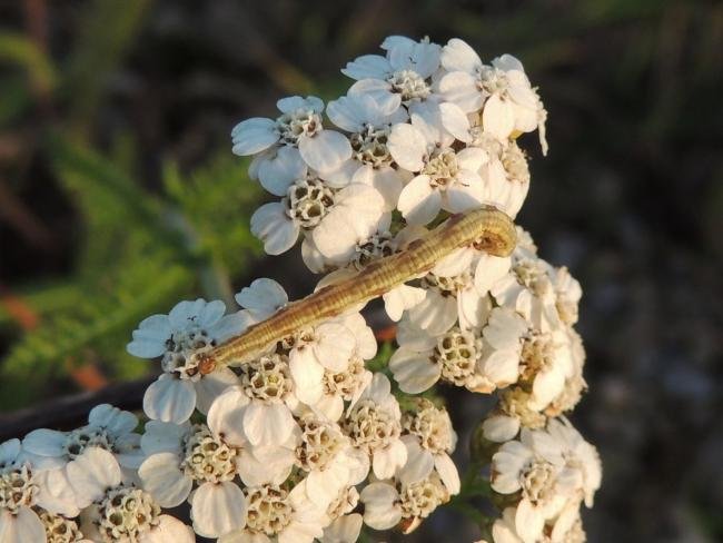 Lime-speck Pug (Eupithecia centaureata), larval. Saltholme, 15-10-2023. Copyright Ed Pritchard.