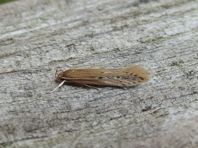 Limnaecia phragmitella, adult. Saltholme, 22-06-2023. Copyright Ed Pritchard.