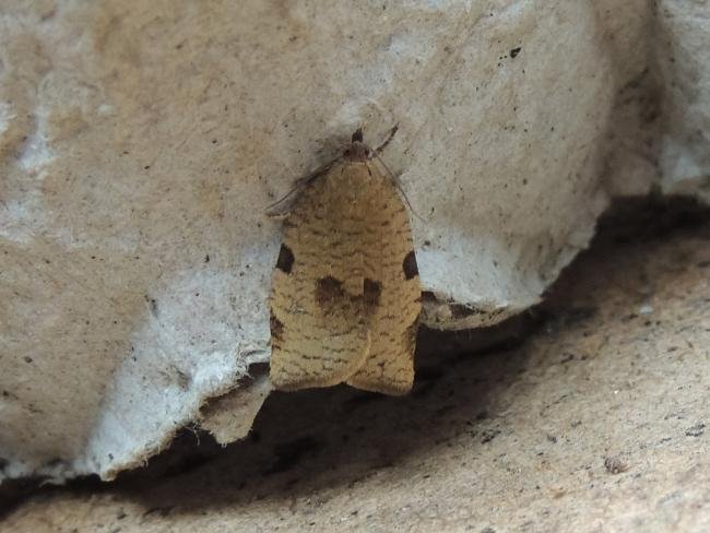 Lozotaenia forsterana, adult. Stockton, 04-06-2022. Copyright Ed Pritchard.