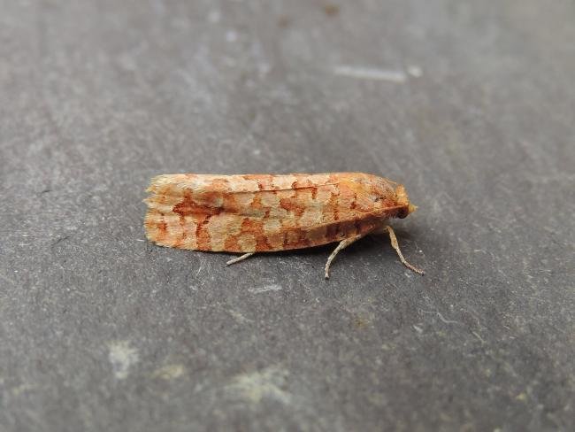 Lozotaeniodes formosana, adult. Stockton, 13-07-2018. Copyright Ed Pritchard.