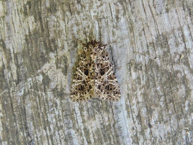Lychnis (Hadena bicruris), adult. Saltholme, 16-06-2022. Copyright Ed Pritchard.