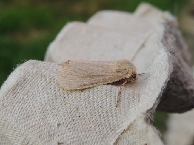 Lyme Grass (Longalatedes elymi), adult. Stockton, 30-06-2019. Copyright Ed Pritchard.