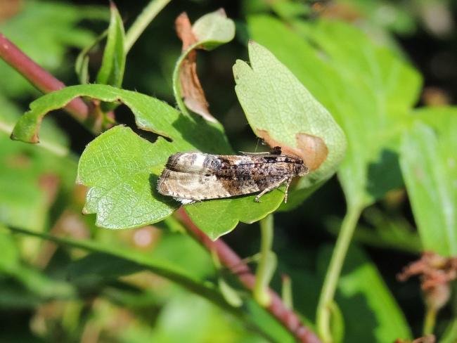 Marbled Orchard Tortrix (Hedya nubiferana), adult. Port Clarence, 02-06-2022. Copyright Ed Pritchard.