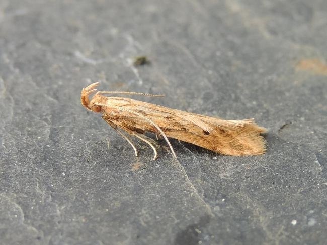 Metzneria metzneriella, adult. Stockton, 17-06-2022. Copyright Ed Pritchard.